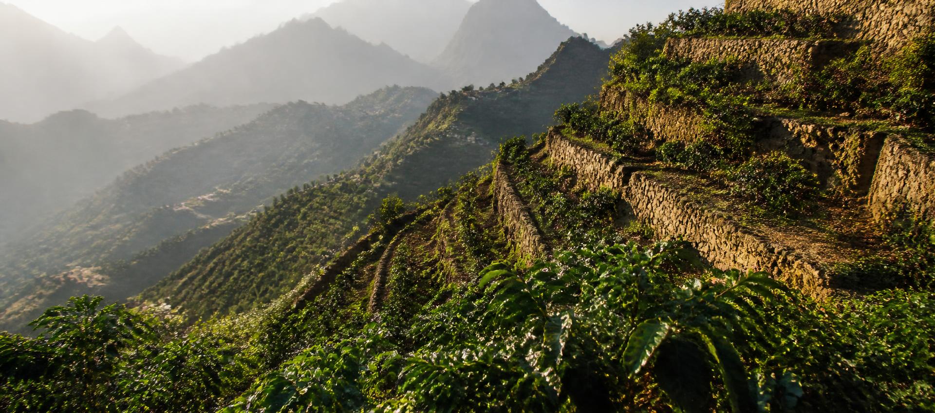 Coffee plants growing on stone terraces in Yemen's mountains.